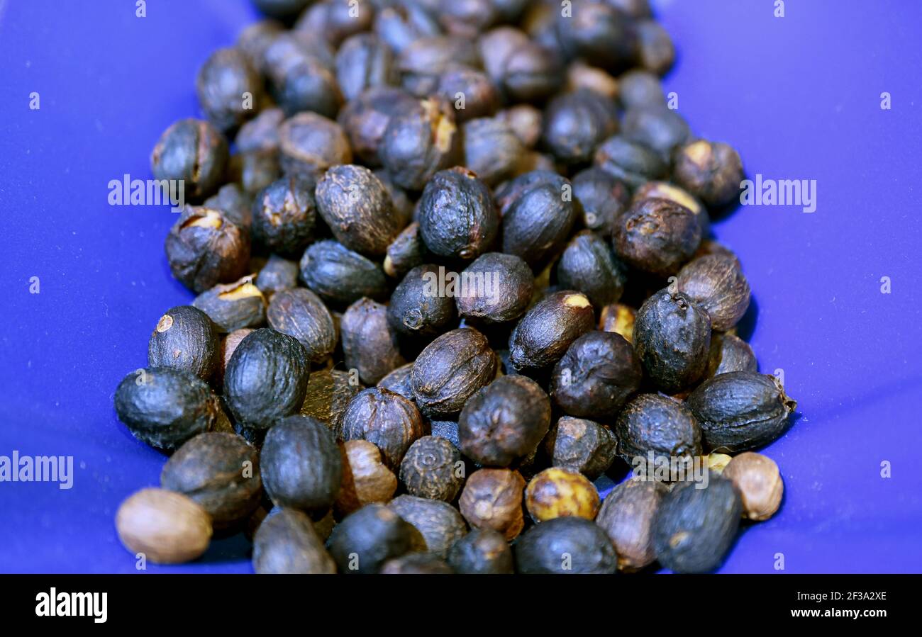 Closeup Heap of Natural Process Coffee Beans in a Vivid Piastra blu Foto Stock