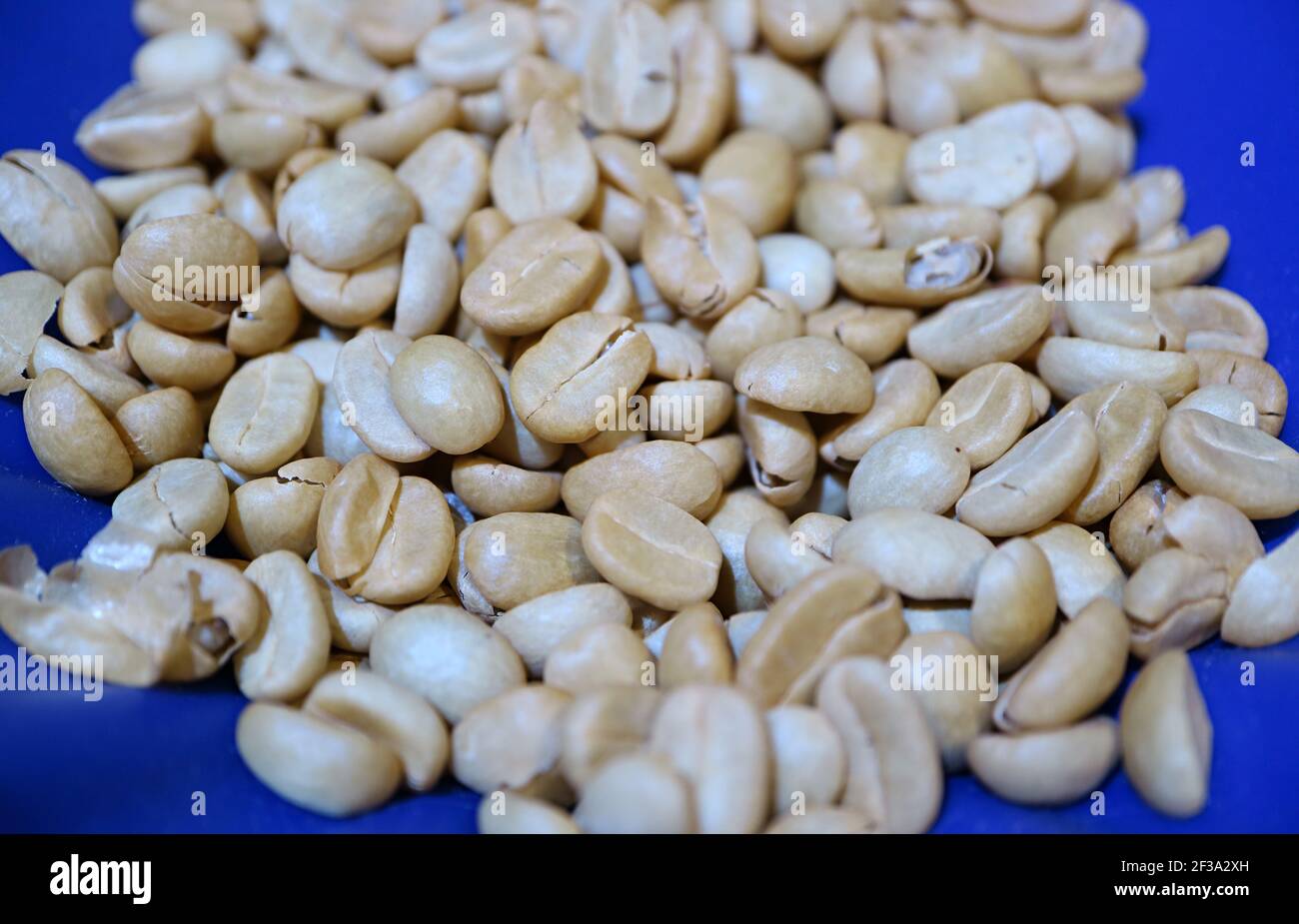 Preparare un cumulo di chicchi di caffè in pergamena prima di tostare Foto Stock