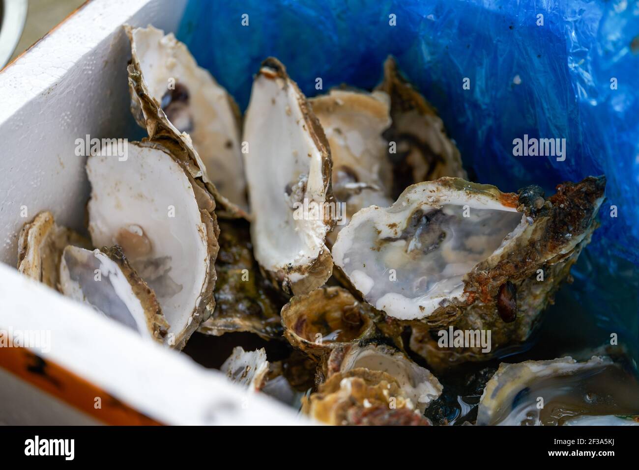 Primo piano di gusci di ostriche in bidone di rifiuti Foto Stock