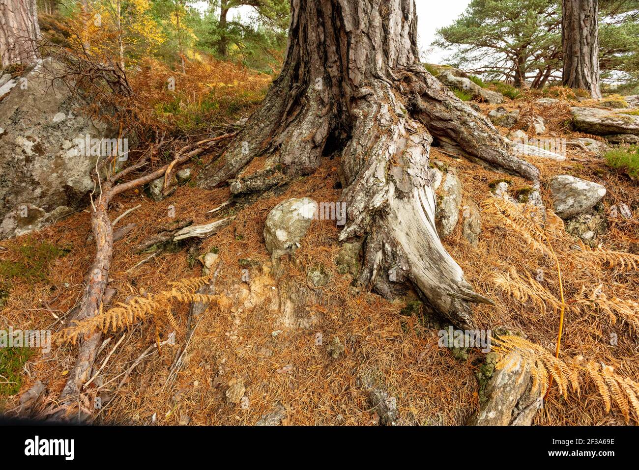 Glen Strathfarrar in autunno. Primo piano delle antiche radici di un albero di pino scozzese. Nome scientifico: Pinus sylvestnis. In piedi in bracken d'oro w Foto Stock