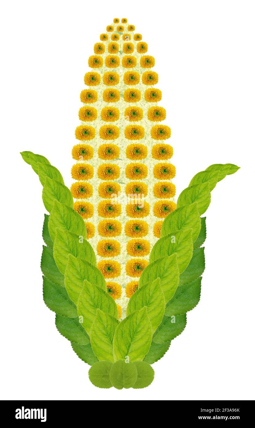 Simbolo nativo di orecchio giallo di mais fatto da fiori. Collage fotografico isolato fatto a mano Foto Stock