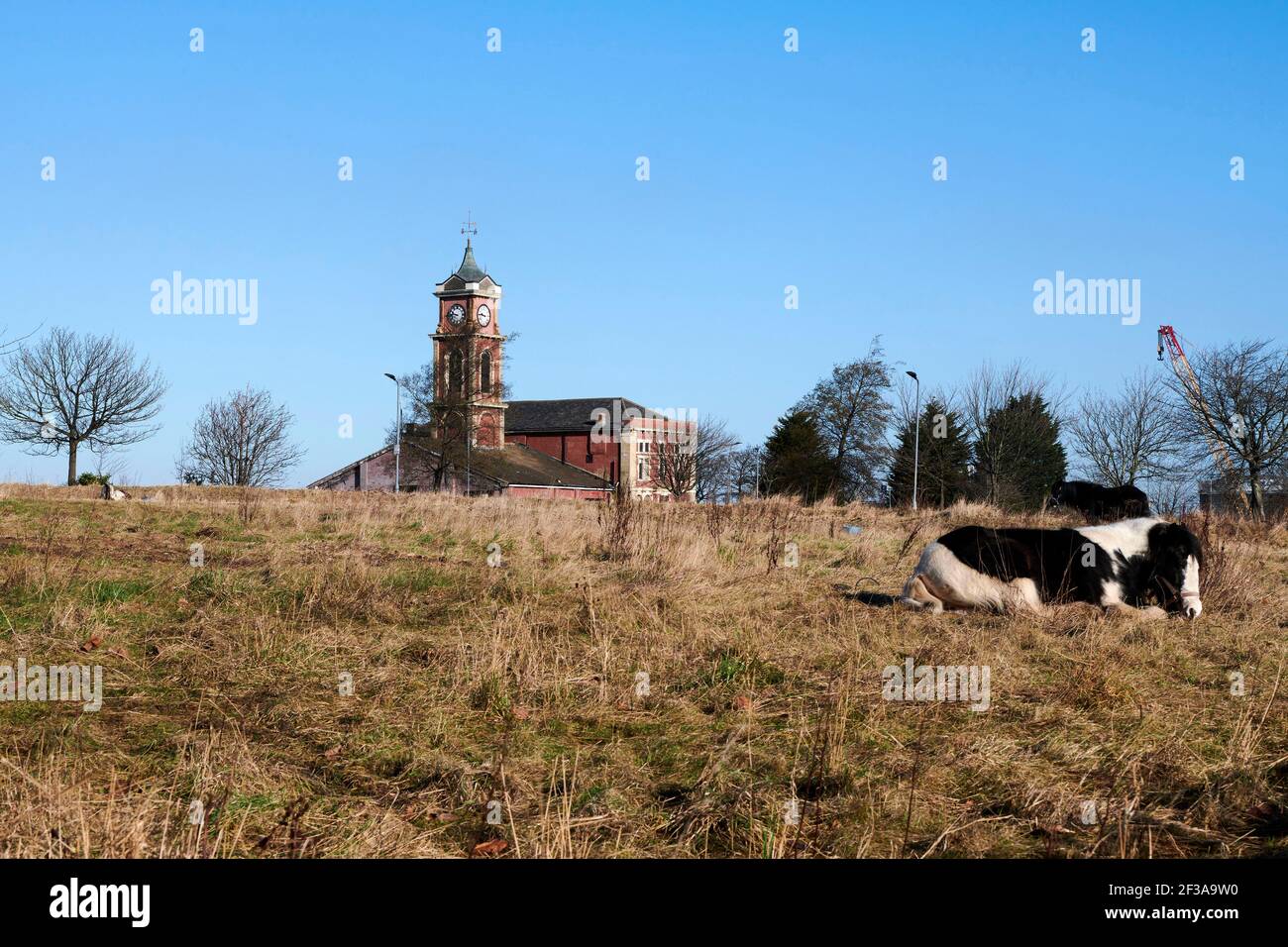 Area verde tra il centro di Middlesborough e il fiume Tees, Horses pascolo, ponte di trasporto in lontananza, nord-est Inghilterra, Regno Unito Foto Stock