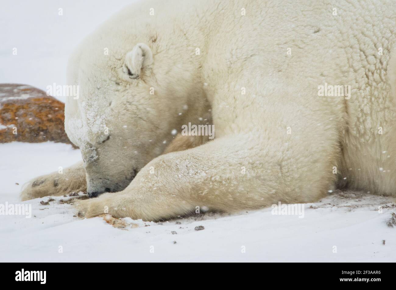 Orso polare (Ursus maritimus) sulla tundra, Churchill, Canada Foto Stock