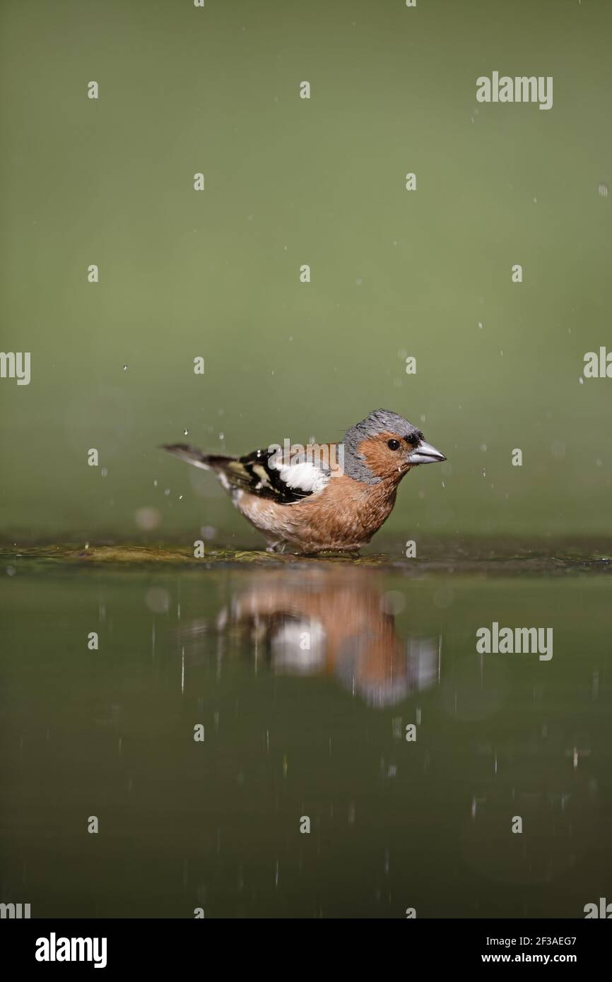 Chaffinch - bagno maschile nella piscina forestale Fringilla coelebs Ungheria BI015798 Foto Stock