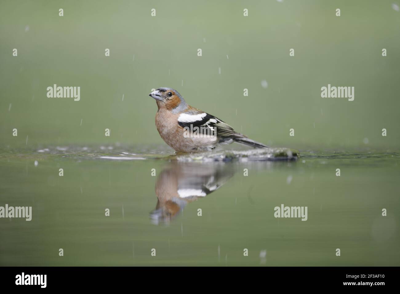 Chaffinch - bagno maschile nella piscina forestale Fringilla coelebs Ungheria BI015825 Foto Stock
