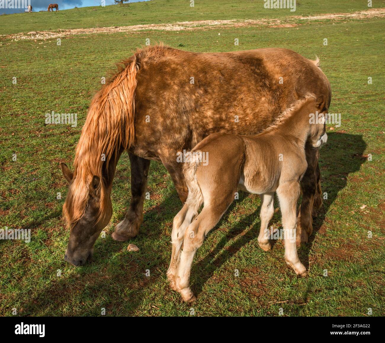 Foal e mare sul pascolo, all'altopiano di Causse de Sauveterre, vicino a Point Sublime e Gorges du Tarn, Massiccio Centrale, Lozere, Regione Occitanie, Francia Foto Stock