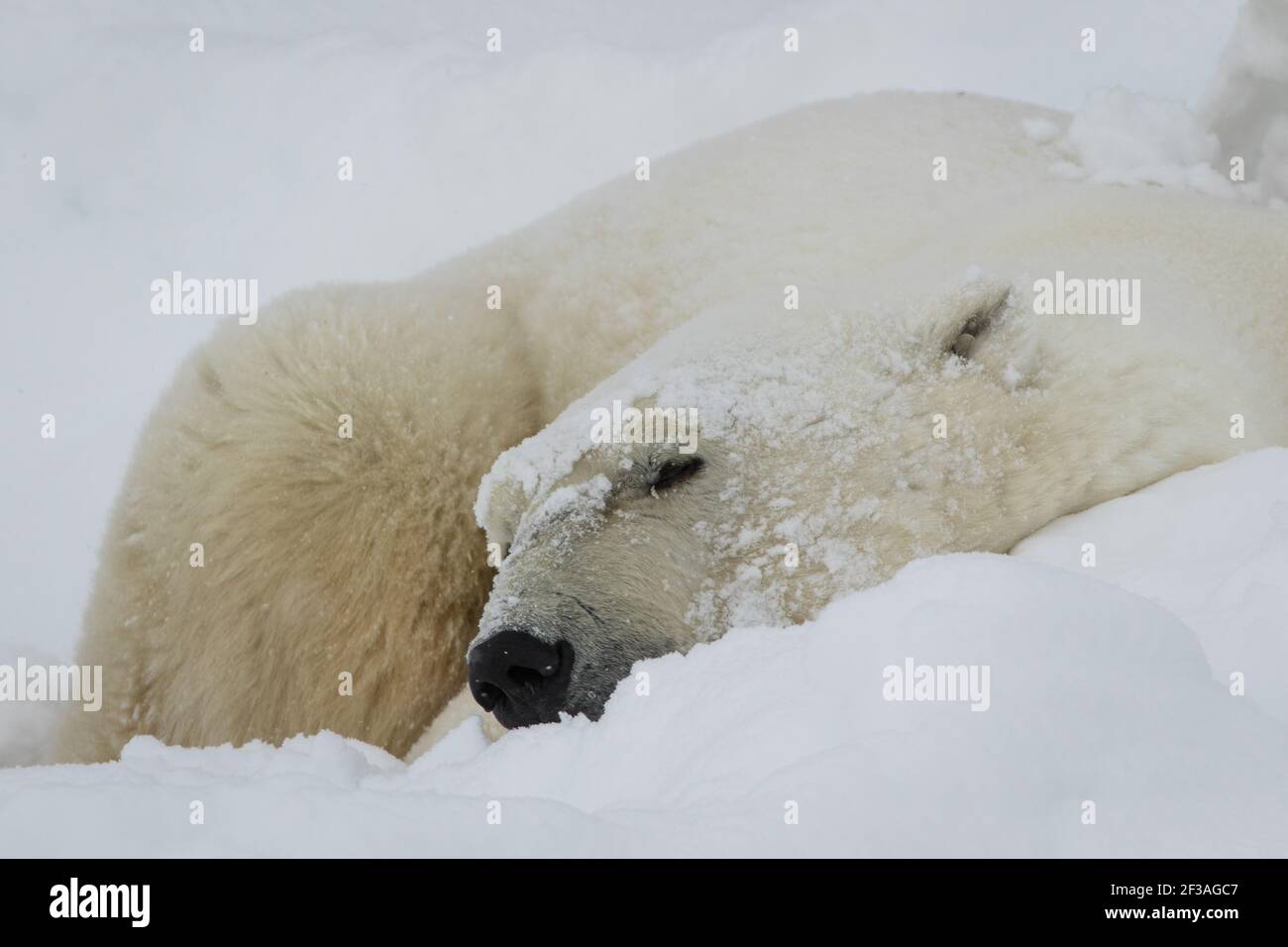 Orso polare (Ursus maritimus) sulla tundra, Churchill, Canada Foto Stock