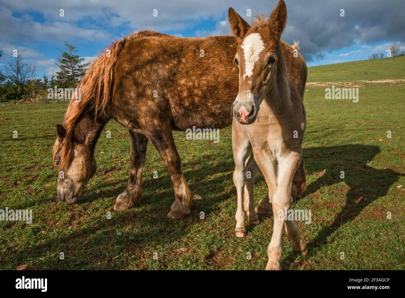 Foal e mare sul pascolo, all'altopiano di Causse de Sauveterre, vicino a Point Sublime e Gorges du Tarn, Massiccio Centrale, Lozere, Regione Occitanie, Francia Foto Stock