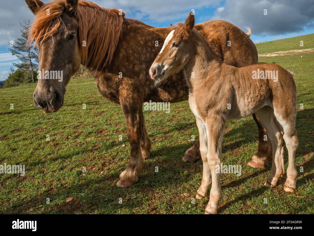Foal e mare sul pascolo, all'altopiano di Causse de Sauveterre, vicino a Point Sublime e Gorges du Tarn, Massiccio Centrale, Lozere, Regione Occitanie, Francia Foto Stock