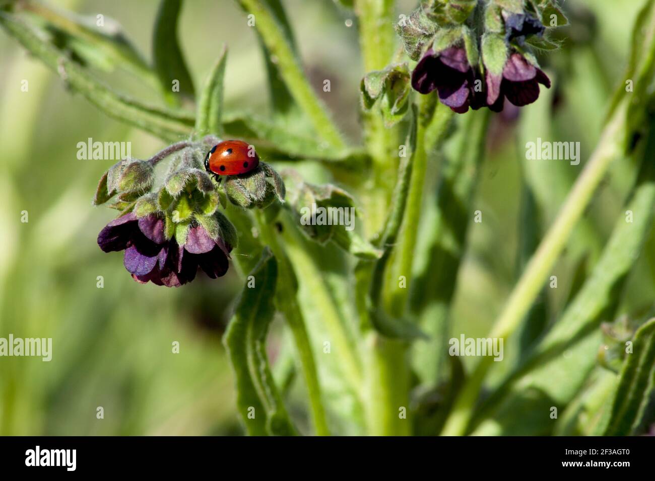 Un bel ladybug rosso che sale un fiore viola sul suo gambo verde. Prati verdi sullo sfondo. Foto Stock