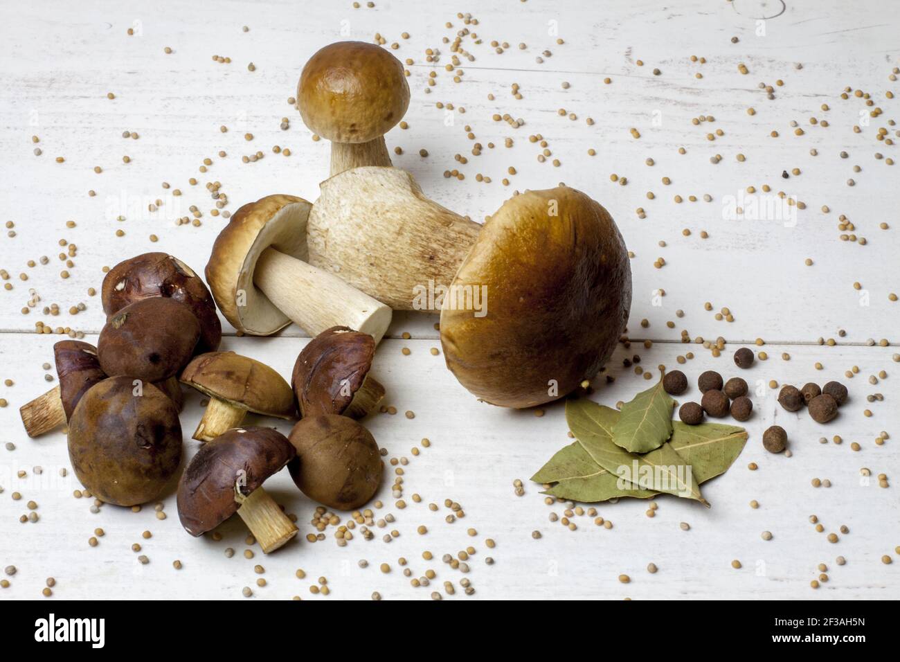 Foresta, funghi commestibili giacenti su una tavola bianca tra varie spezie che saranno utilizzate per marinare. I funghi e i boleti del boleto vanno bene con sopra Foto Stock