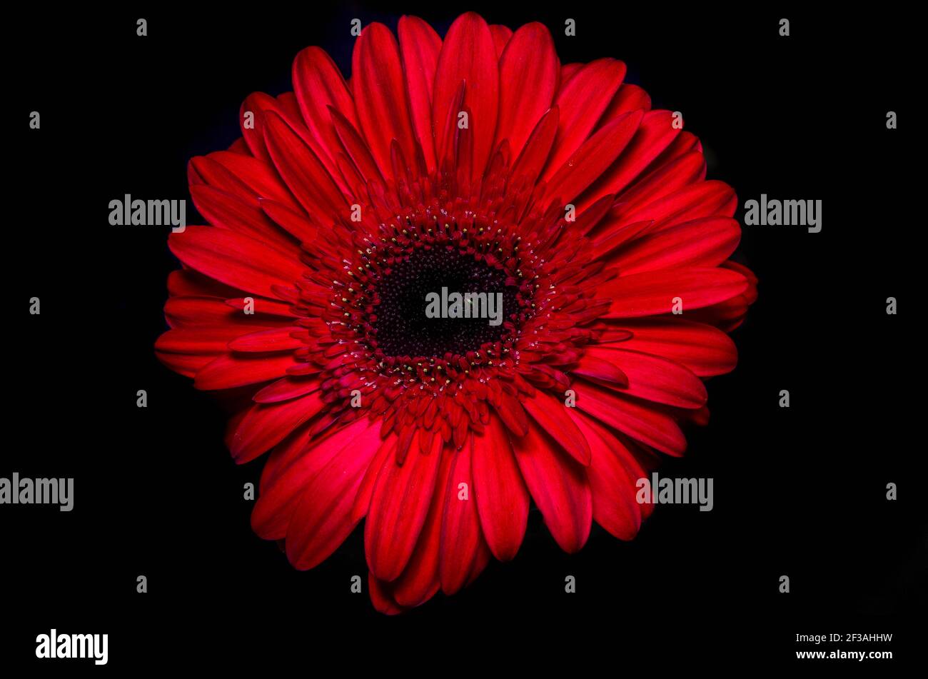Incredibile gerbera rossa. Vista macro Foto Stock