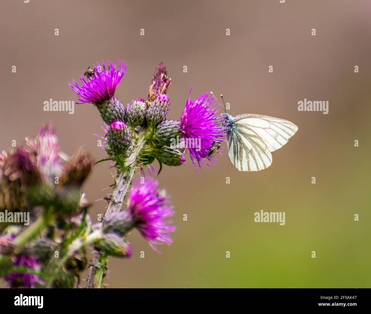 Farfalla bianca con venature verdi (Pieris napi) appollaiato su un fiore di thistle Foto Stock