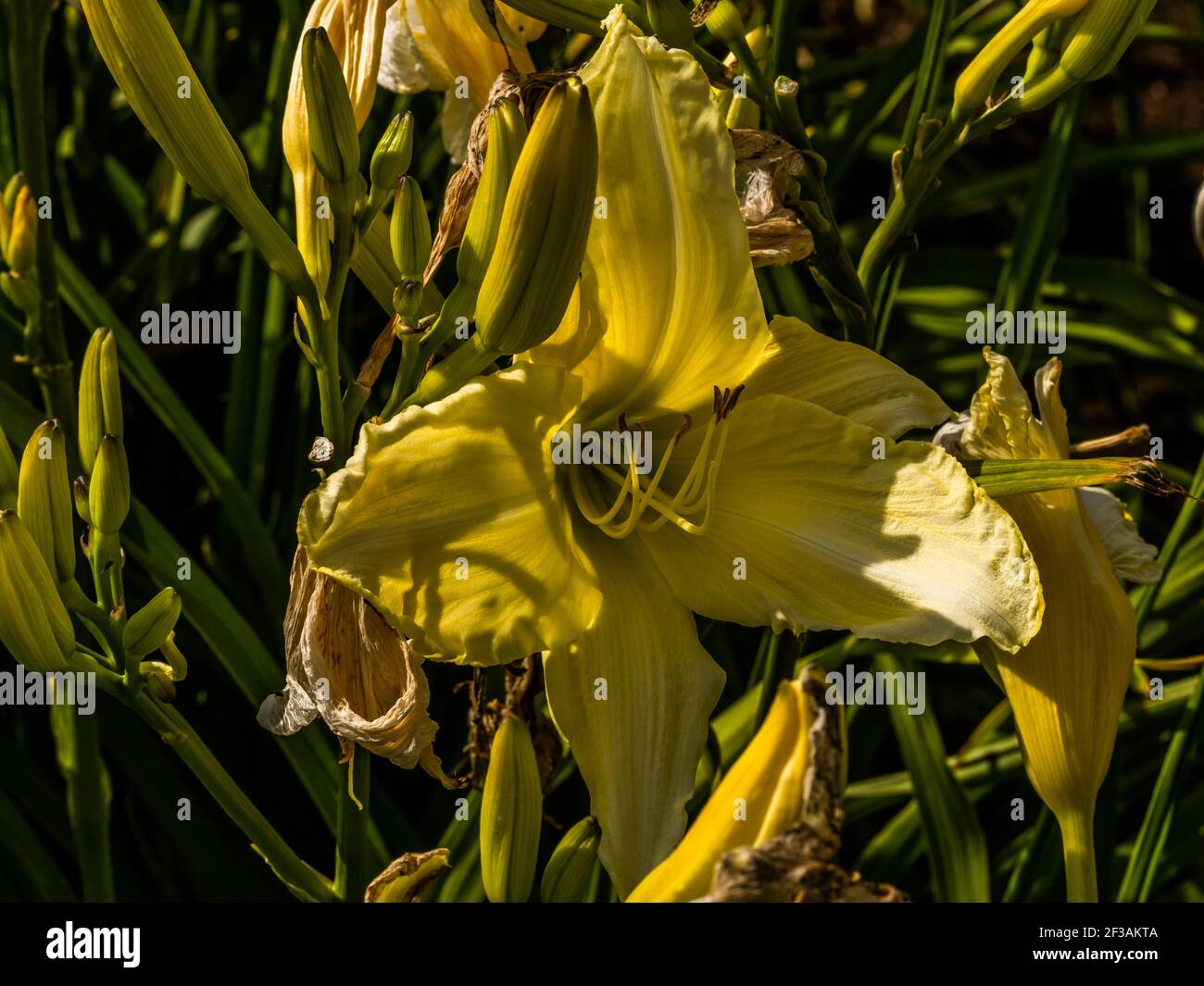 Fiori di giorno-giglio (fiore di Hemerocallis), primo piano nella giornata di sole. Hemerocallis fulva. La bellezza del fiore decorativo in giardino. Fuoco morbido Foto Stock