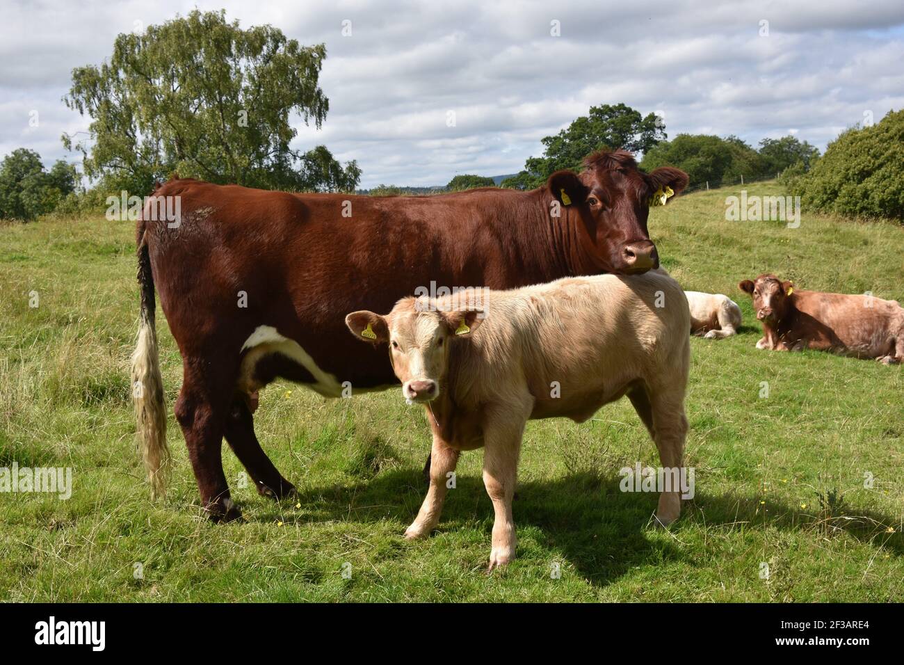 Shorthorn Cross Highland Cattle, Perthshire, Scozia Foto Stock