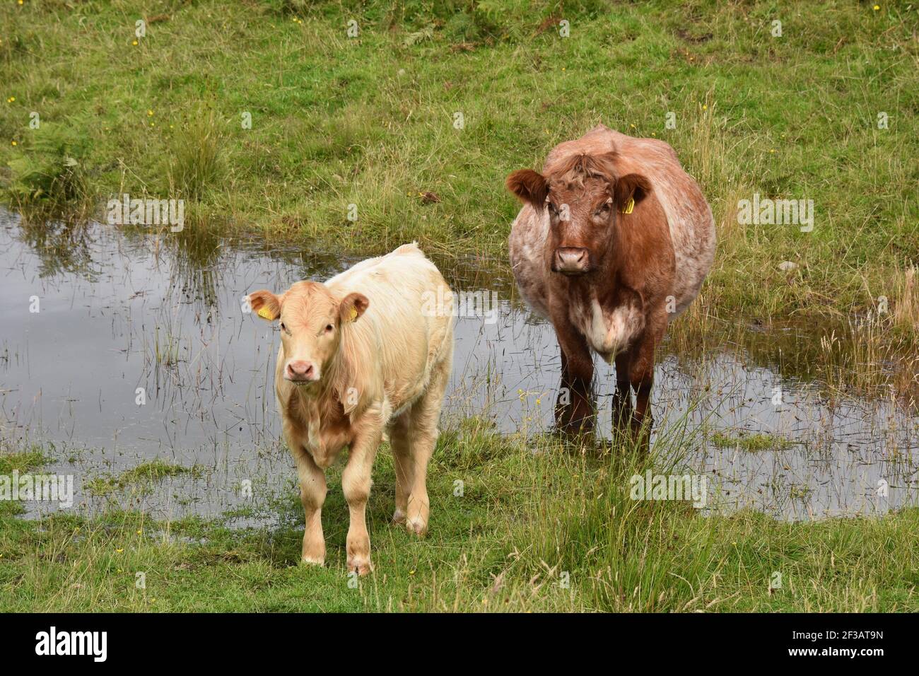 Shorthorn Cross Highland Cattle, Perthshire, Scozia Foto Stock