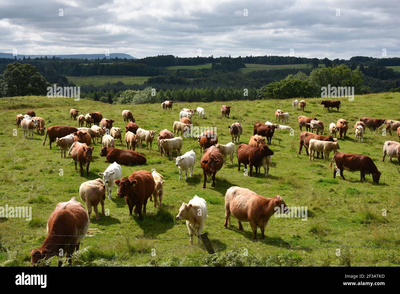 Shorthorn Cross Highland Cattle, Perthshire, Scozia Foto Stock