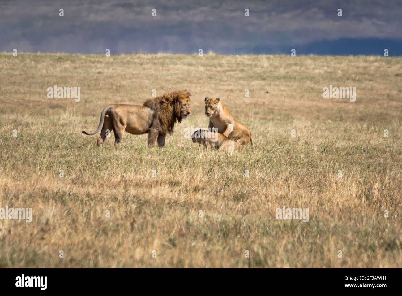 Un leone e due leonesse (Panthera leo) nell'area di conservazione delle praterie del cratere di Ngorongoro. Concetto di safari naturalistico. Tanzania. Africa Foto Stock