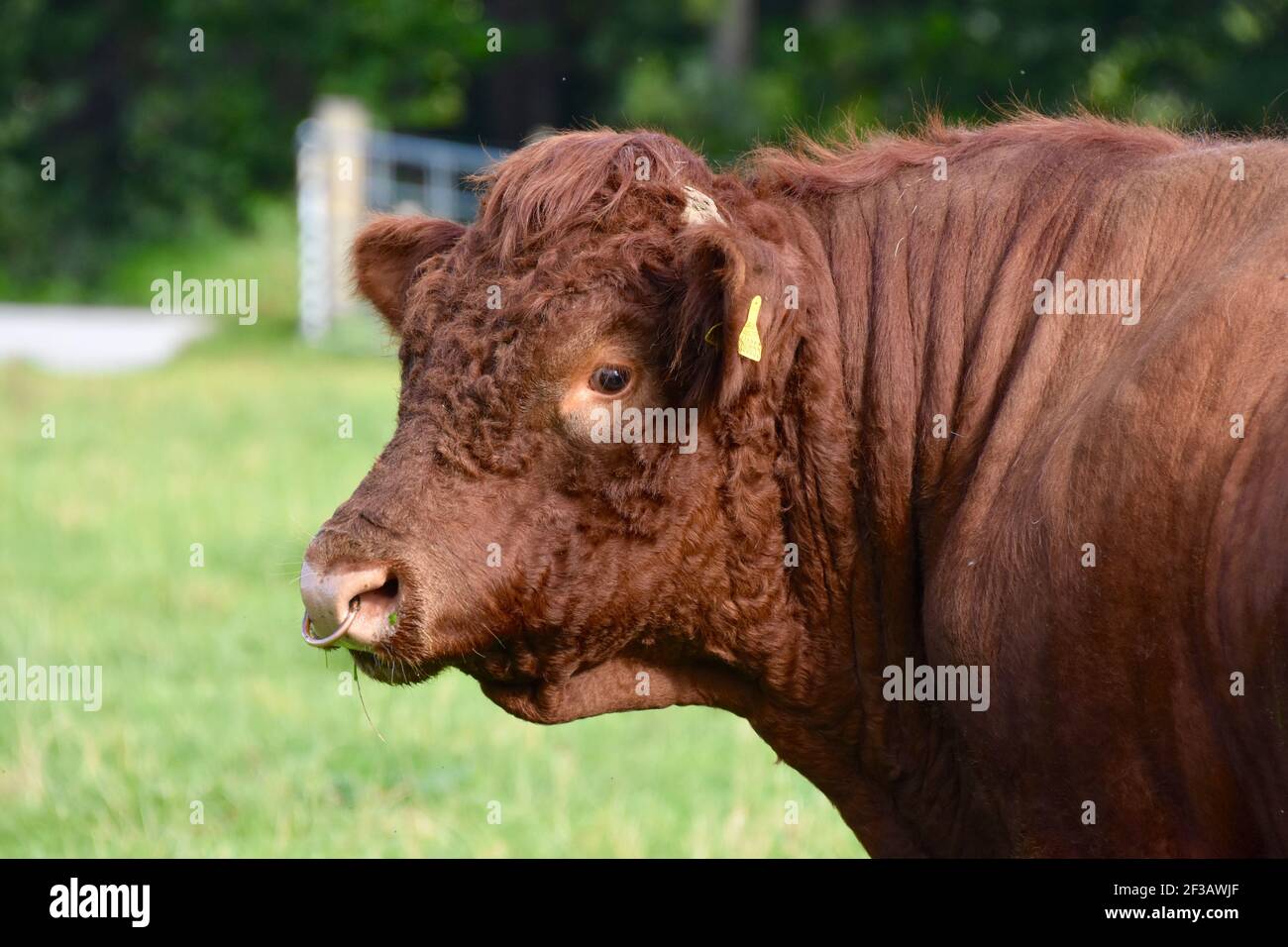 Shorthorn Cross Highland Cattle, Perthshire, Scozia Foto Stock