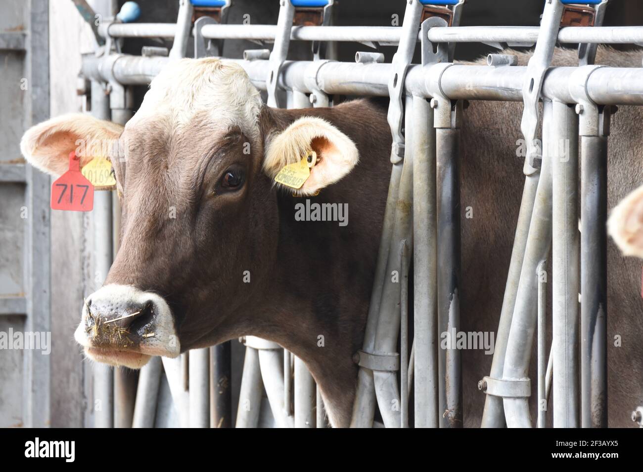 Mucche che mangiano alla barriera di alimentazione immagini e