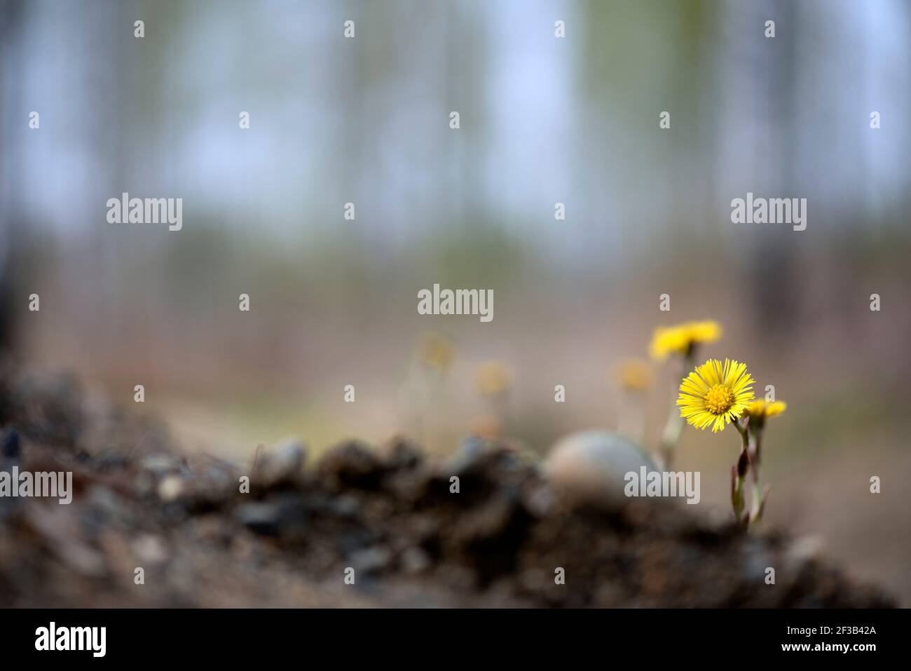 I piedi gialli (Tussilago farfara) fiori in primavera Foto Stock