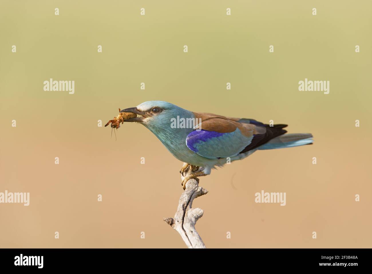 Rullo - con grandi insettCoracias garrulus Ungheria BI016241 Foto Stock