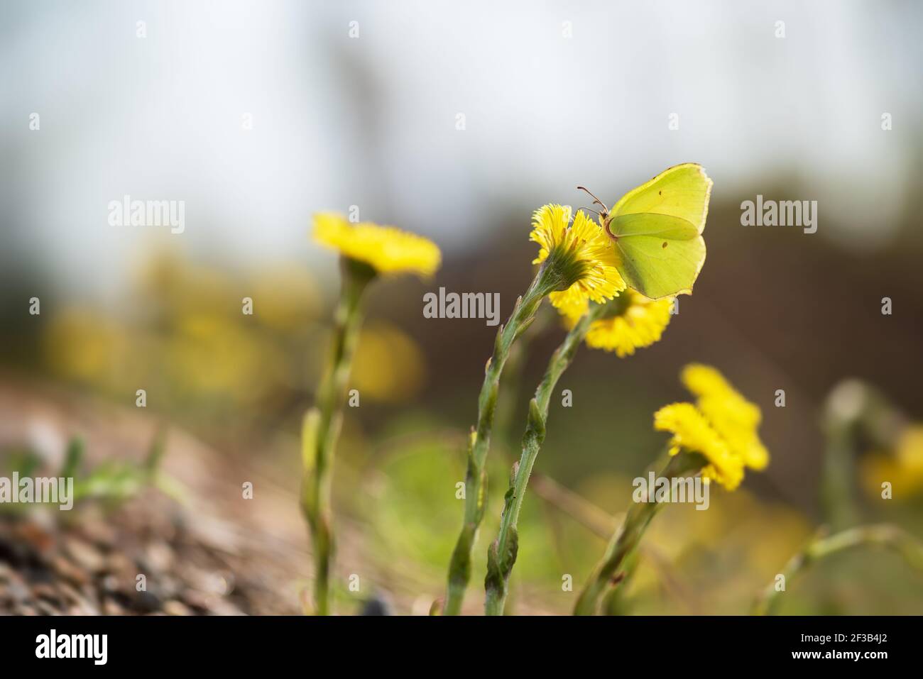 Comune farfalla di pietra, Gonepteryx, rhamni, in fiore di coltsfoot Foto Stock