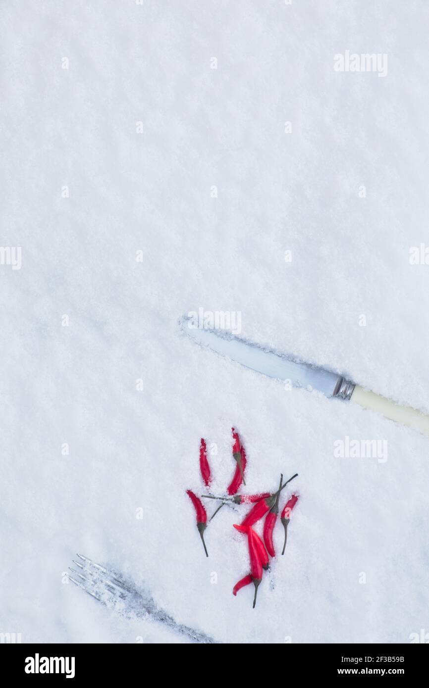 Peperoncino rosso fuoco fiery e coltello e forchetta nella neve gelida. Concetto di estremi, contrasti, caldo e freddo Foto Stock