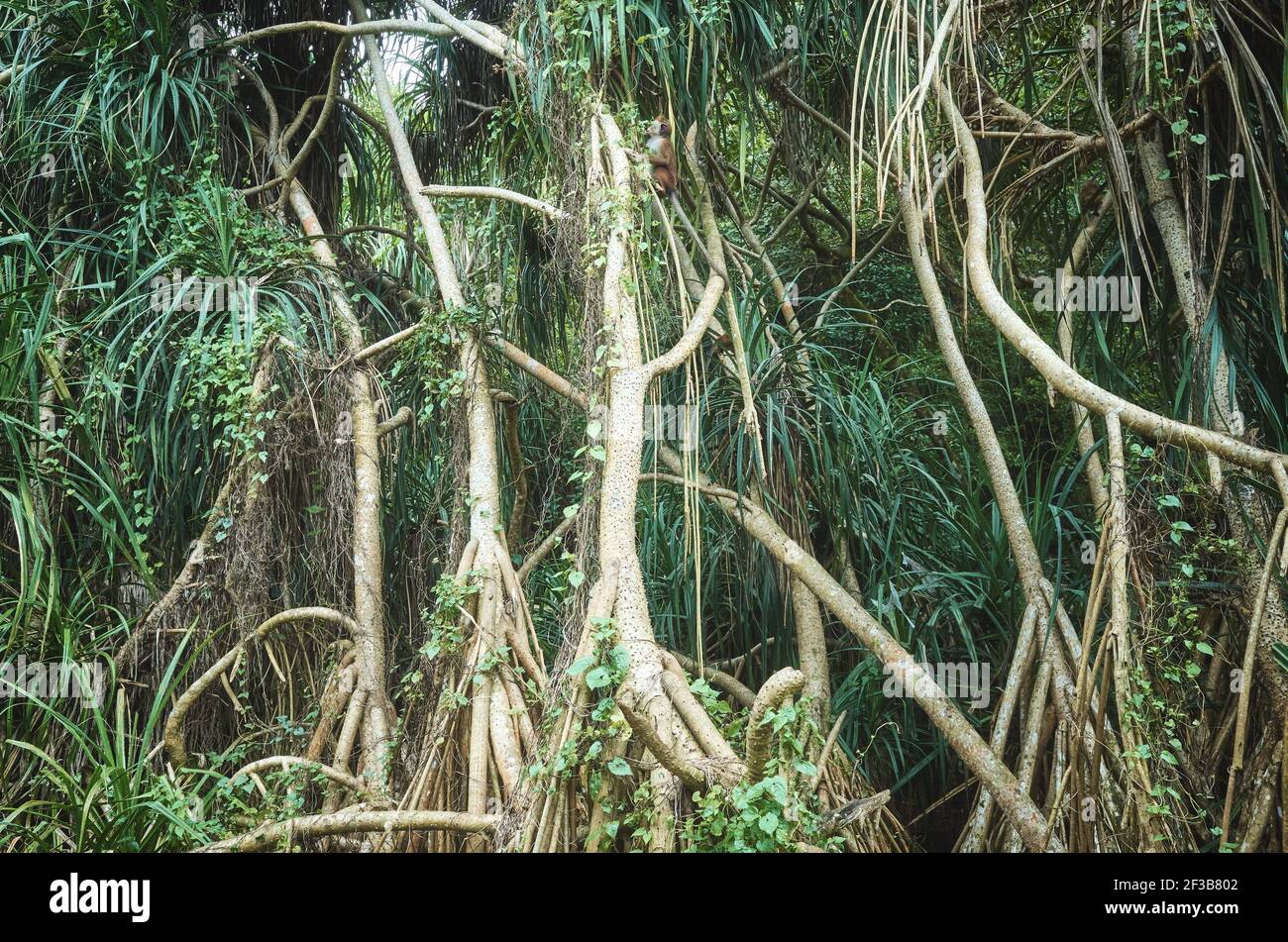 Fitto cespuglio in una foresta pluviale. Foto Stock