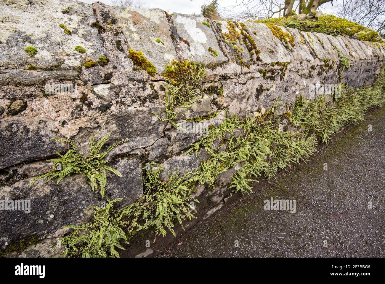 Maidenhair Spleenwort al TEMS Beck Giggleswick Foto Stock