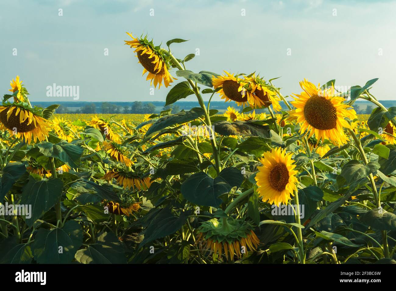 Un campo di grandi girasoli gialli in estate. I petali gialli si illuminano attraverso il sole. Foto Stock