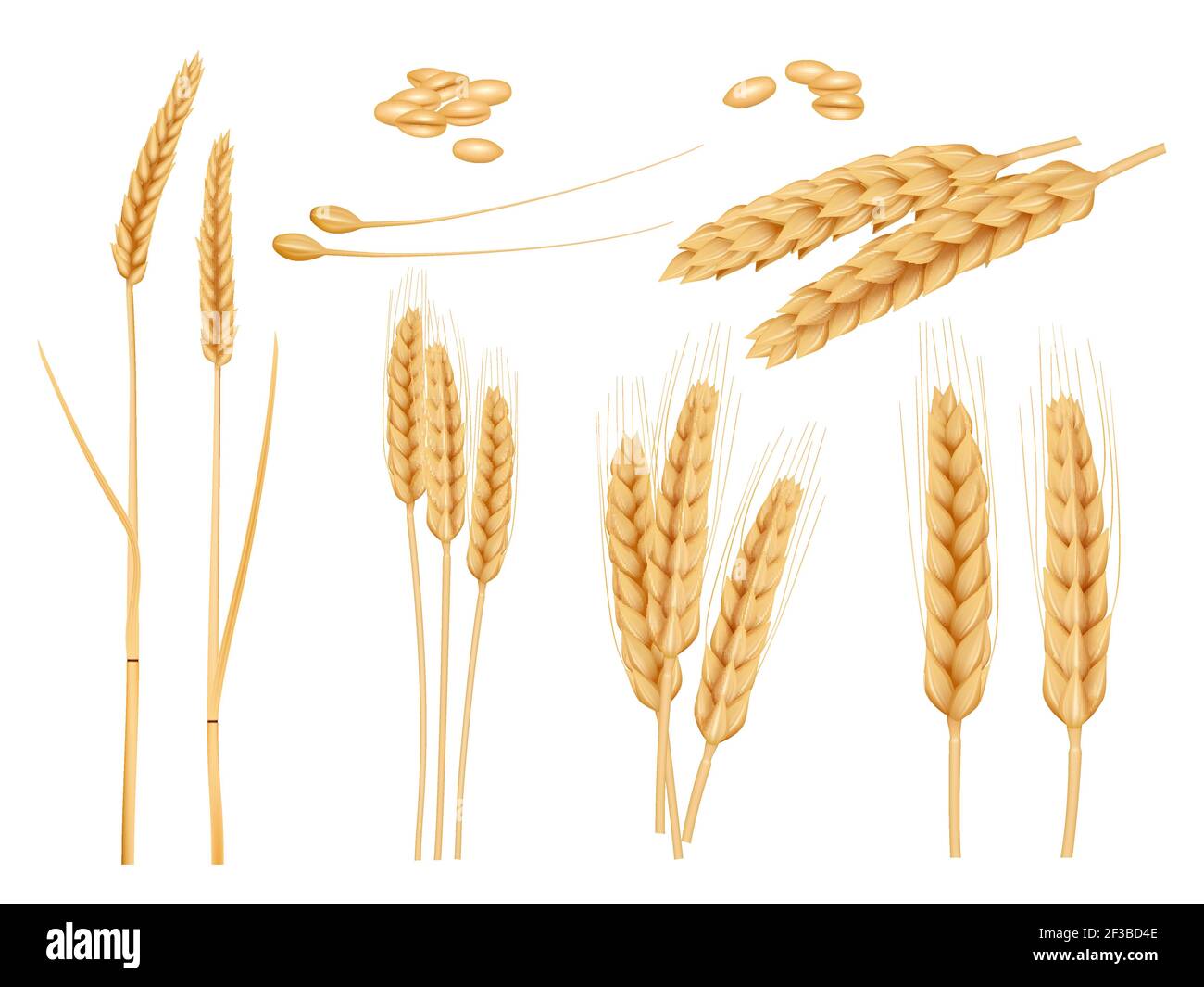 Grani di grano. Raccolta agricola di alimenti biologici sani piante di raccolta di orzo immagini vettoriali Illustrazione Vettoriale