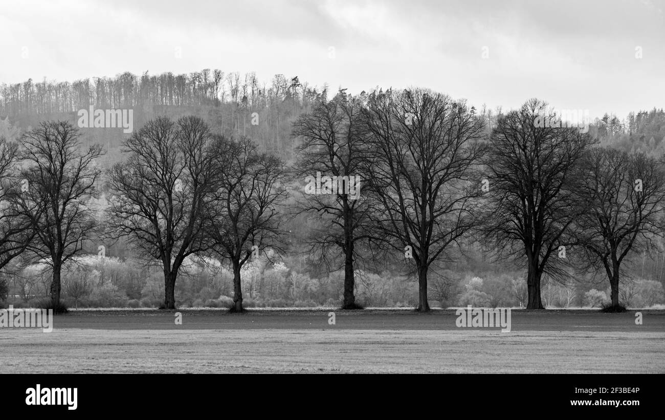 Il vicolo degli alberi a Herleshausen in Germania Foto Stock