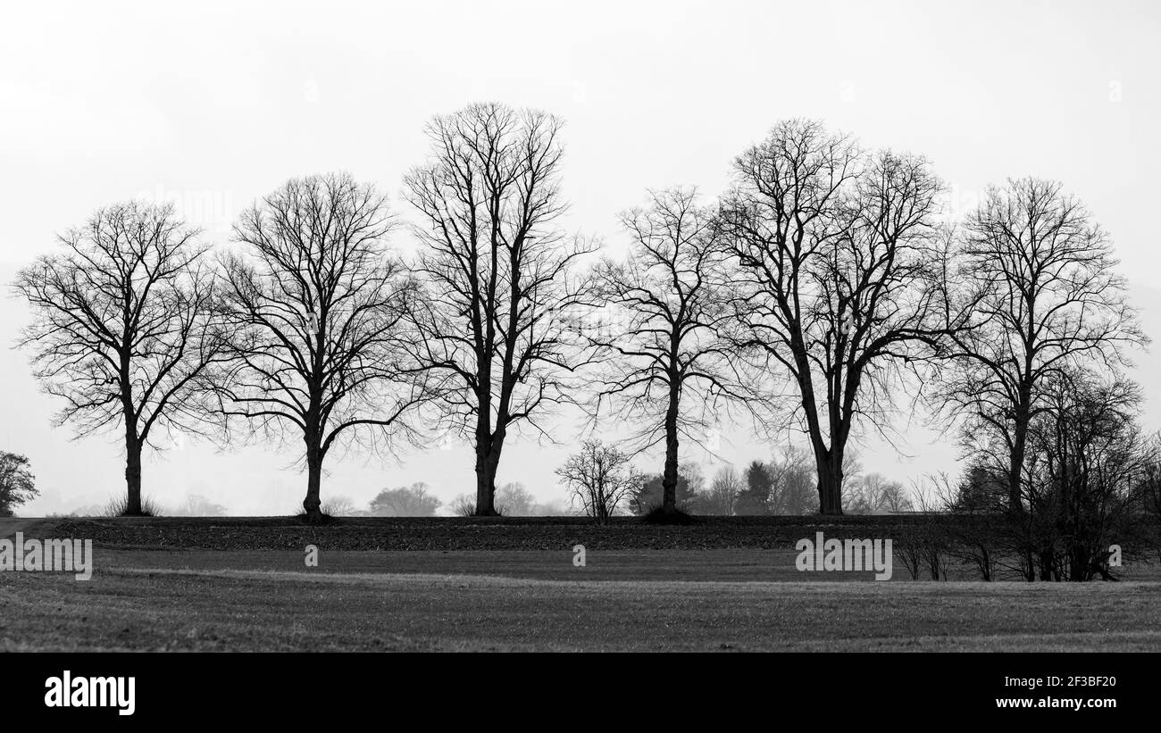 Il vicolo degli alberi a Herleshausen in Germania Foto Stock