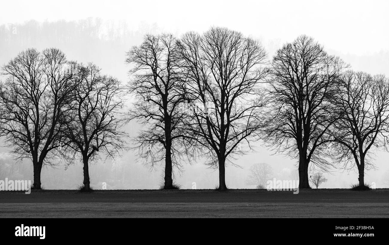 Il vicolo degli alberi a Herleshausen in Germania Foto Stock
