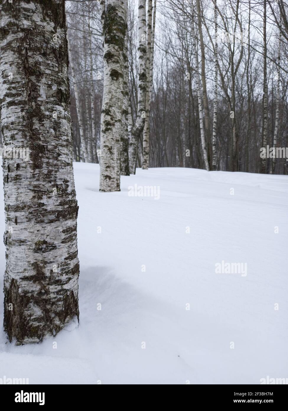 Alberi in inverno nei boschi. Bellissimo albero, tronco di betulla sullo sfondo di neve bianca. Foto Stock