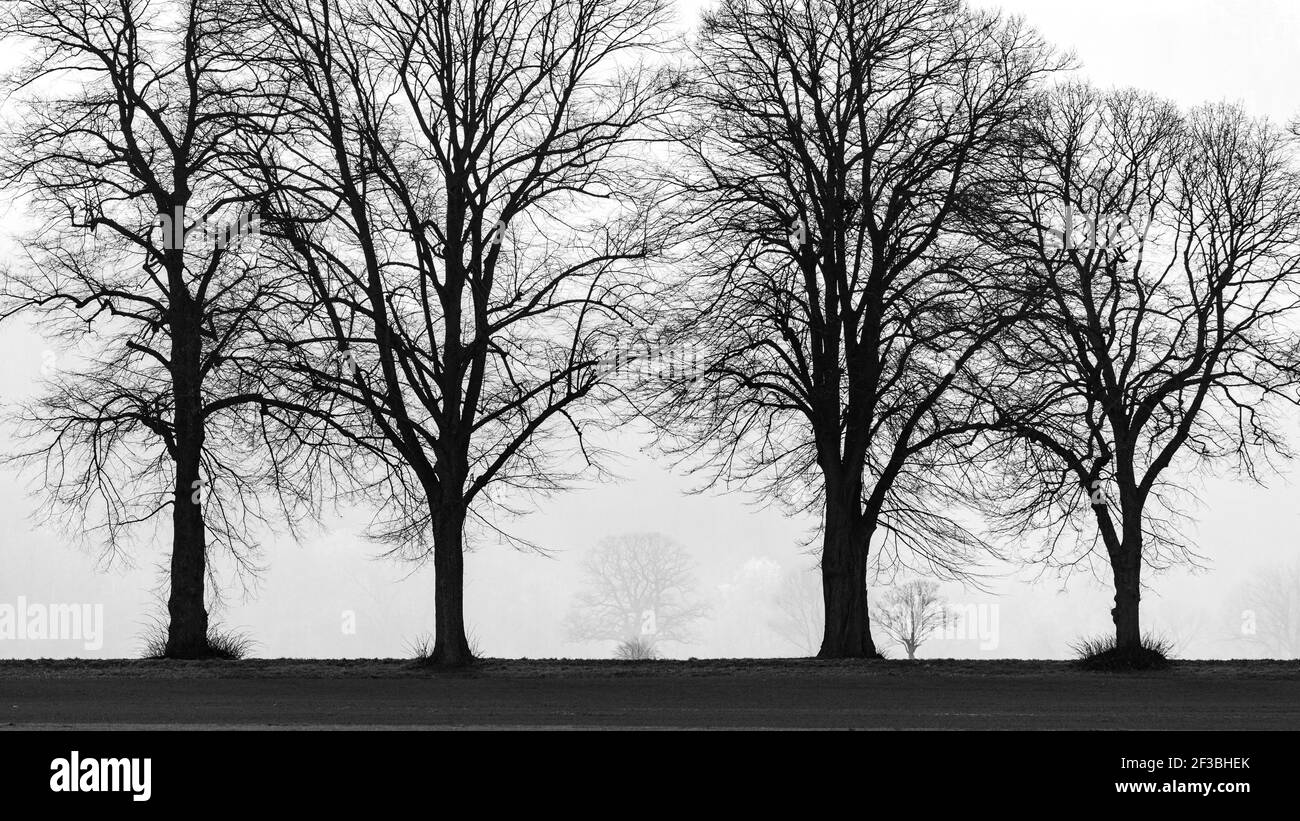 Il vicolo degli alberi a Herleshausen in Germania Foto Stock