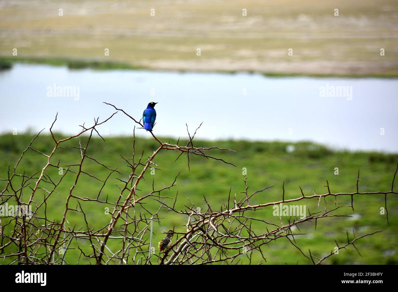 Il superbo Starling (Lamprotornis superbus) Precedentemente conosciuto come Spreo superbus sul ramo vicino all'acqua in savana africana Foto Stock
