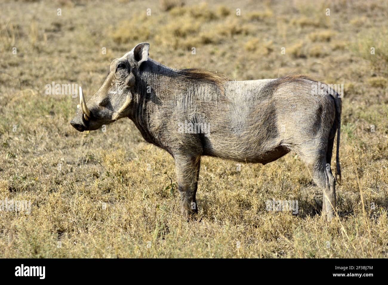 Il warthog del deserto (Phacochoerus aethiopicus) nel suo ambiente naturale, savana africana) Foto Stock