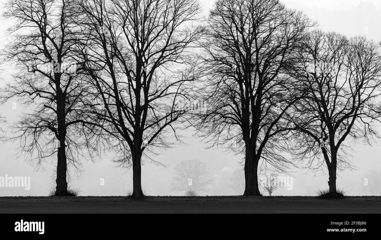 Il vicolo degli alberi a Herleshausen in Germania Foto Stock