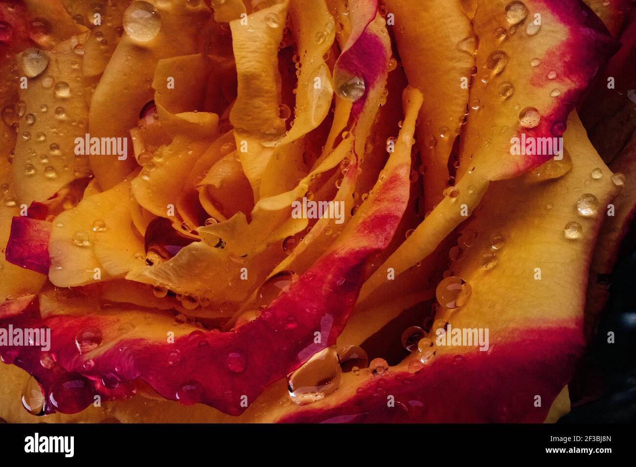 Penny Lane rose. Rosa gialla isolato su sfondo nero Foto Stock