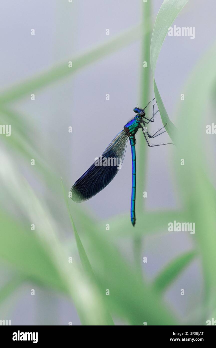Demoiselle Dragonfly, Calopteryx splendens, la libellula blu si siede su un'erba su un prato Foto Stock