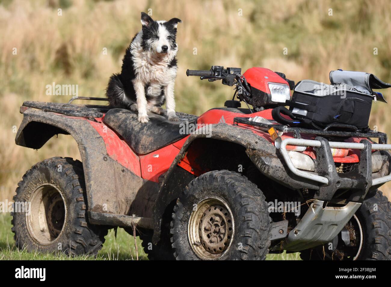 Nell su Honda ATV, Marbrack Farm, Castle Douglas, Scozia Foto Stock