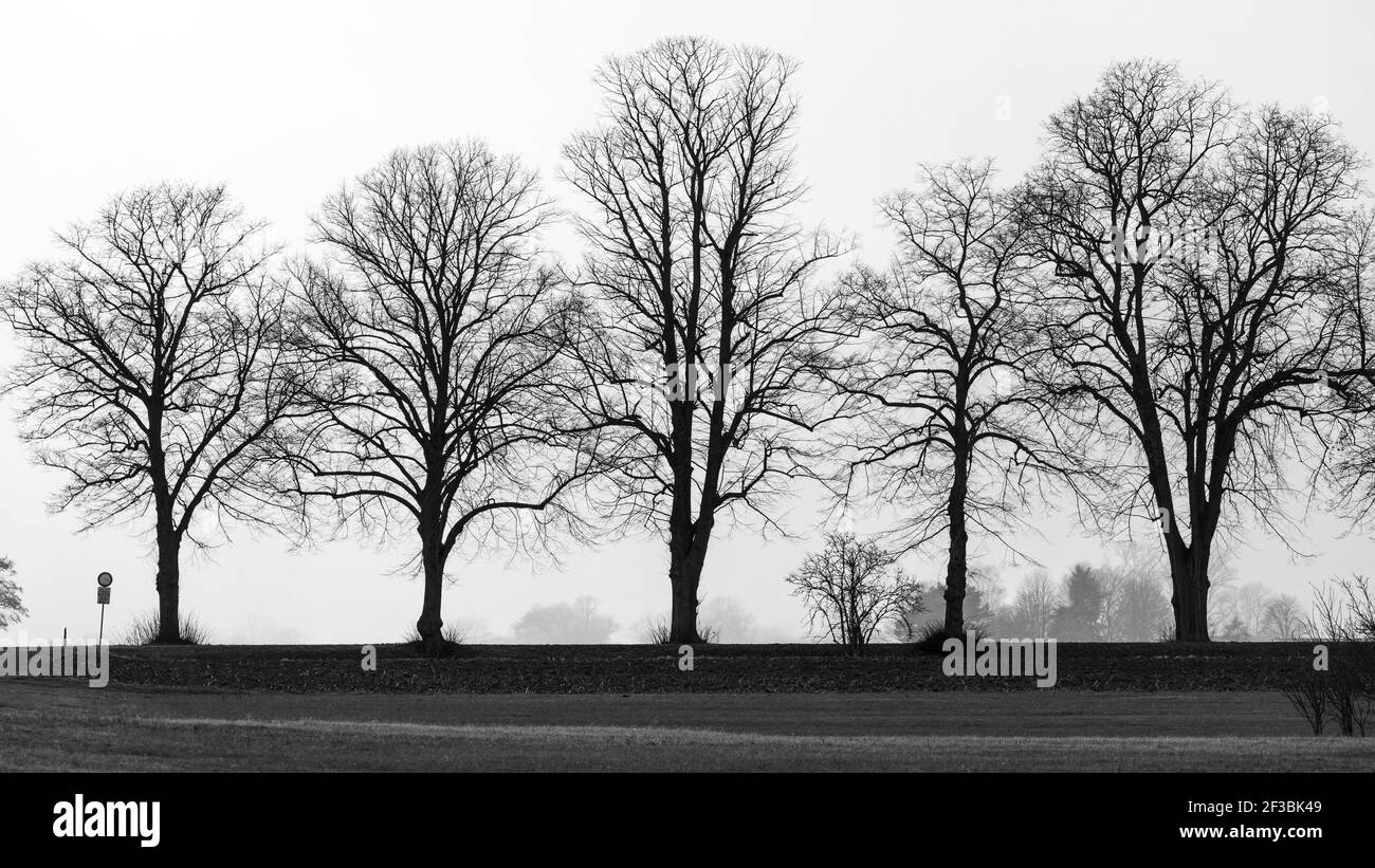 Il vicolo degli alberi a Herleshausen in Germania Foto Stock