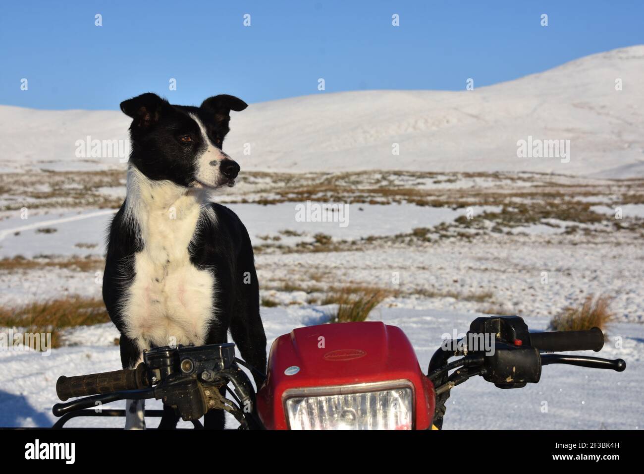 Fly il cane di pecora, Marbrack Farm, Carsphairn Foto Stock