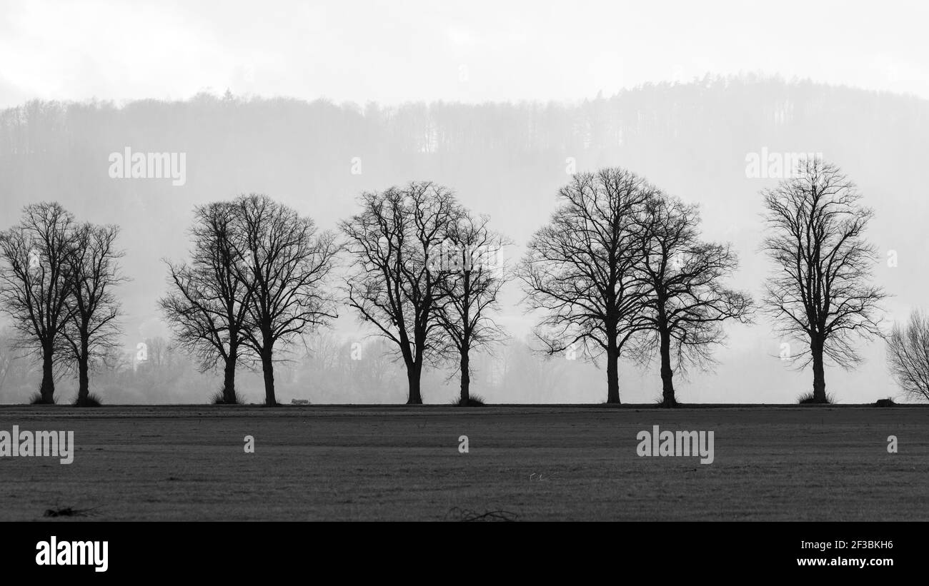 Il vicolo degli alberi a Herleshausen in Germania Foto Stock