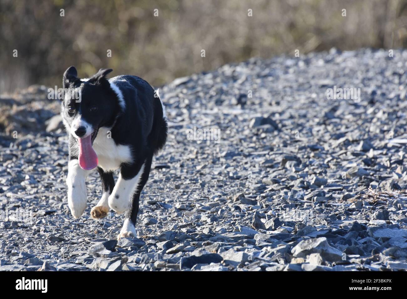 Jo, giovane cuccioli di collie che corrono, Marbrack Farm, Castle Douglas, Scozia Foto Stock