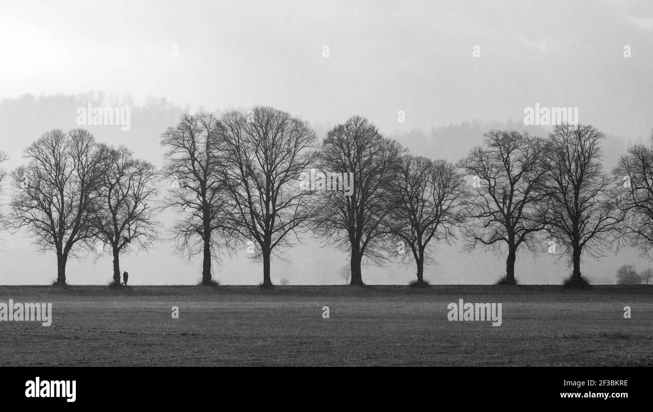 Il vicolo degli alberi a Herleshausen in Germania Foto Stock