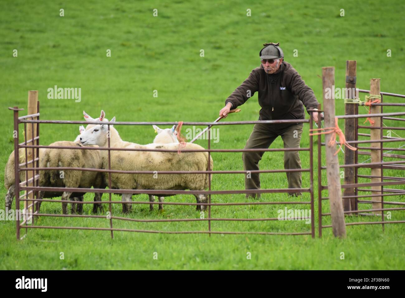 Moniaive Centenary Dog Trial Foto Stock