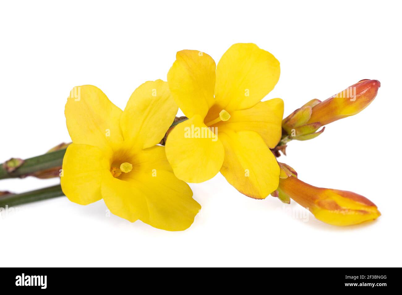 Enpeblog Fiori Gialli Invernali Spontanei Fiori Spontanei Gialli Importata Dall Asia Minore Nella Notte Dei Tempi Ora Cresce Spontanea In Collina